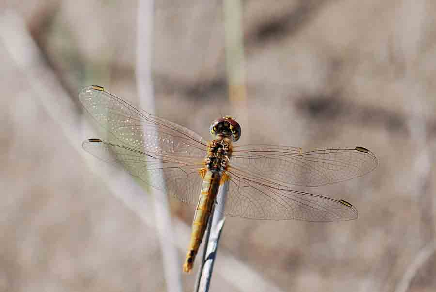 Libellula zona costiera da ID: